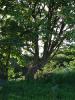 Tree in Murragh Cemetery_thumb.jpg 3.2K